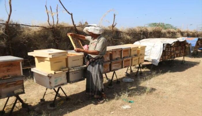اسرار | بالتفاصيل: طريق الكدحة يفتح موسم العسل الفاخر في المخا.. والنحالون: وجدنا الأمان بعد معاناة الحرب