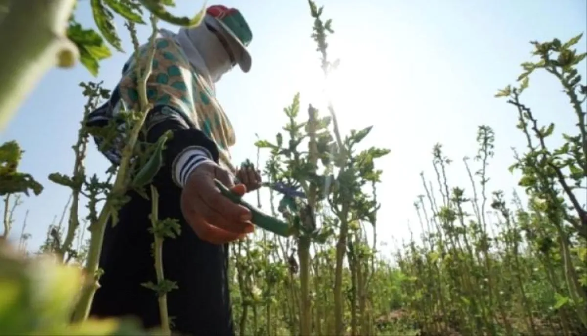 اسرار الاقتصاد | ممارسات حوثية تهدد الاقتصاد الزراعي في اليمن وتفاقم أزمات المزارعين