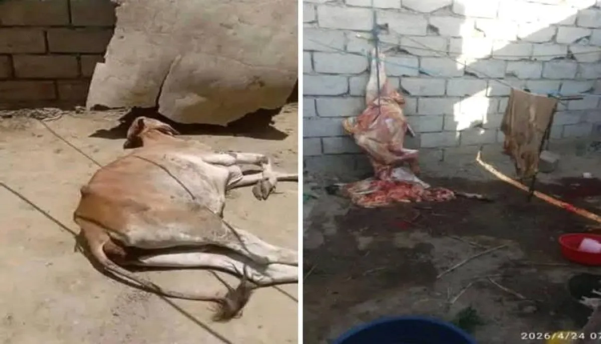 اسرار | بالاسماء والتفاصيل- جريمة لا تغتفر.. لحوم البقرة النافقة تغزو أسواق تعز