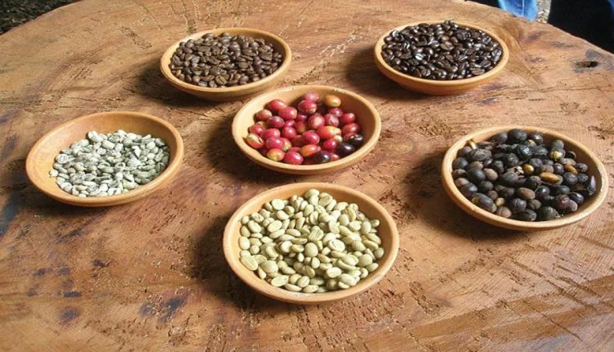 اسرار | بالاسماء والتفاصيل- القهوة اليمنية تغزو أمريكا الشمالية… من منتج هامشي إلى ظاهرة ثقافية تعيد رسم خريطة المقاهي