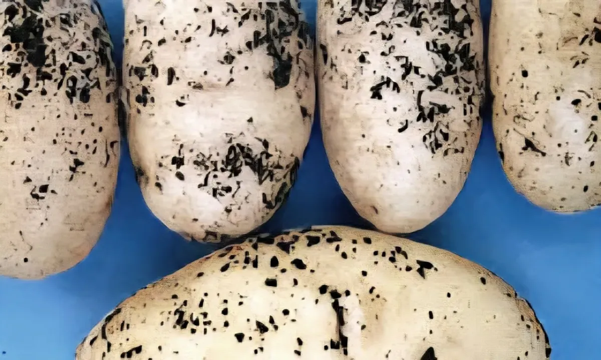 اسرار | بالاسماء والتفاصيل- جريمة حوثية تهدد الأمن الغذائي.. إدخال بذور بطاطس ملوثة بـ"العفن البني" | مؤسسات الفساد و"تجارة السموم" |