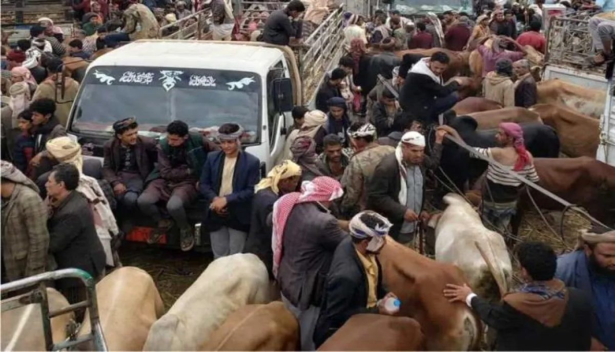 اسرار | بالاسماء والتفاصيل- الحوثيون يصادرون أضاحي الفقراء والنازحين ويفرضون إتاوات جديدة على أسواق المواشي