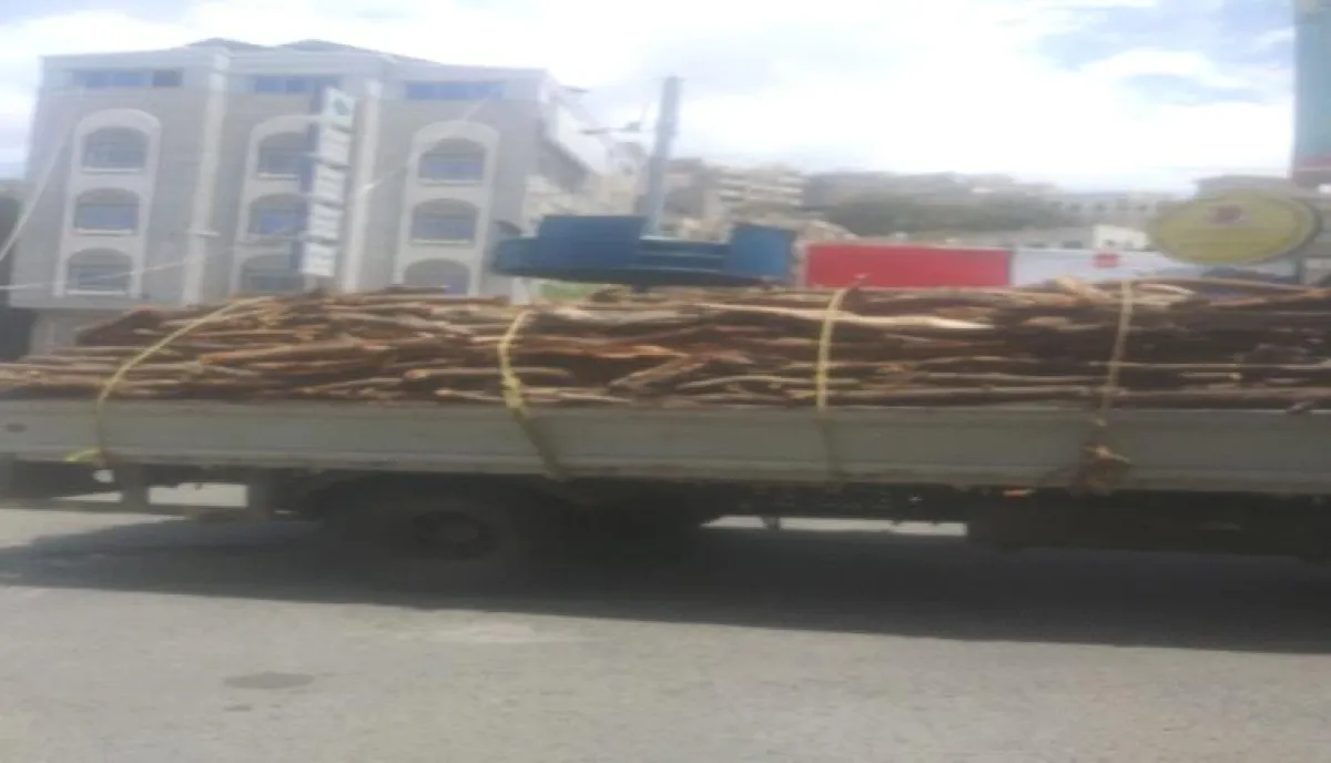 اسرار | بالارقام والتفاصيل- مجزرة بيئية في تعز.. اقتلاع 1000 شجرة عُمرها عقود كل شهر لتشغيل 150 فرن