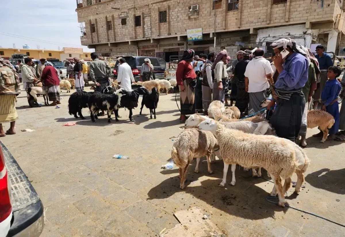 اسرار | بالتفاصيل- لحوم الفقراء للكلاب الضالة.. فضيحة نهب أضاحي تعز تتحول إلى قضية رأي عام واتهامات لحزب الاصلاح وملاحقة أمنية للفاضحين
