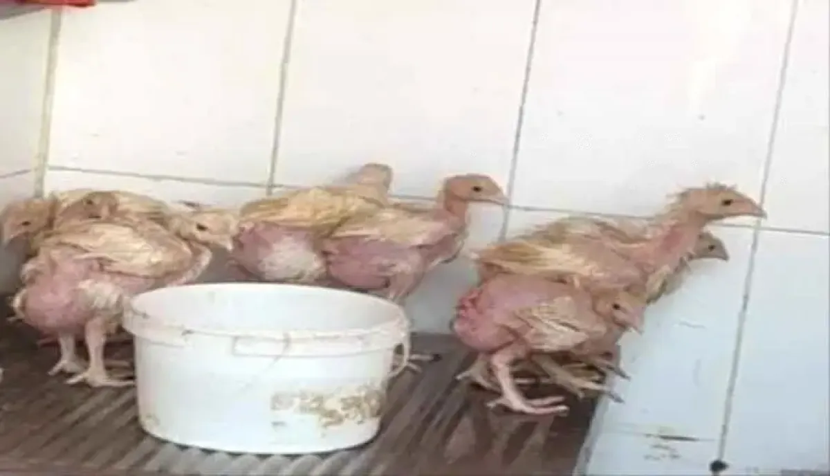اسرار | ناقوس خطر يجتاح قطاع الدواجن في اليمن.. تفشٍّ واسع لـ (النيوكاسل) الفتاك وعمليات إتلاف سرية بالمزارع تهدد الصحة العامة وتحذيرات من كارثة صحية