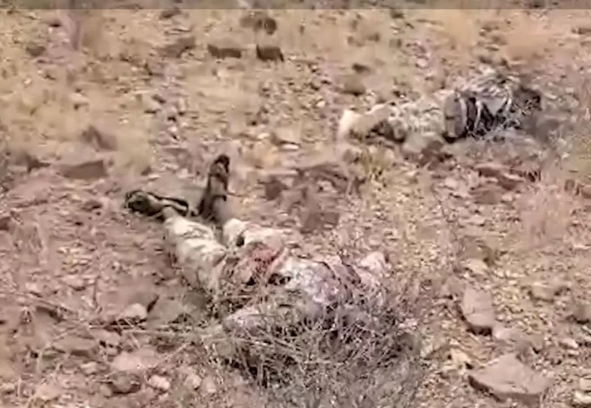 اسرار | بالفيديو- دليل دامغ على تحالف الإرهاب العابر للبحار.. العثور على جثث عناصر من (حركة الشباب) الصومالية بين صرعى الحوثيين بالساحل الغربي (شاهد)
