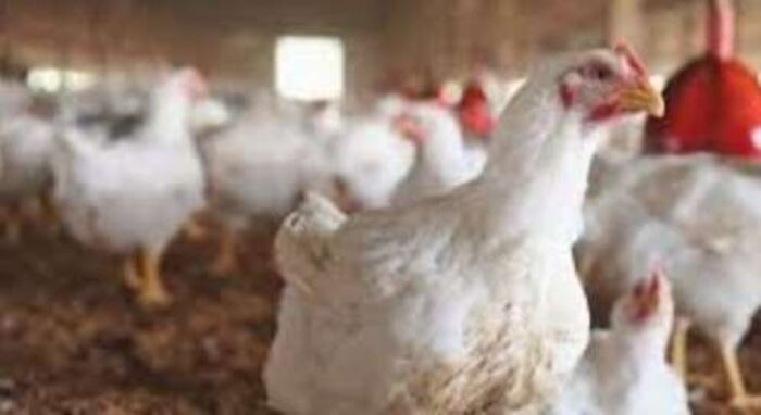 اسرار| وردتنا : المختبر المركزي في صنعاء يؤكد ظهور وباء انفلونزا الطيور