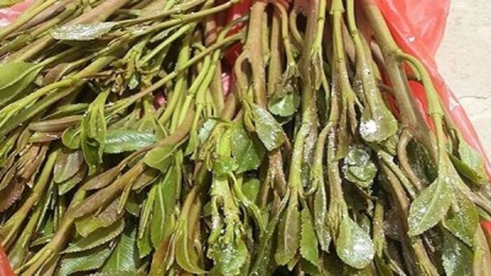 هام لـ(الموالعة المخزنين).. تحذير لمن يغسلون القات بالملح